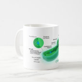 Diagramm einer typischen Cyanobacteria-Zelle Kaffeetasse (Vorderseite Links)