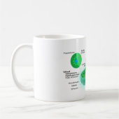 Diagramm einer typischen Cyanobacteria-Zelle Kaffeetasse (Links)
