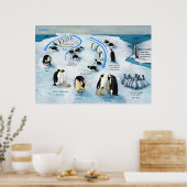 Diagramm eines Lebenszyklus des Kaisers Pinguin Poster (Küche)