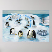 Diagramm eines Lebenszyklus des Kaisers Pinguin Poster (Vorne)