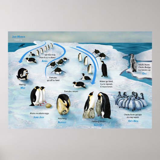 Diagramm eines Lebenszyklus des Kaisers Pinguin Poster (Vorne)