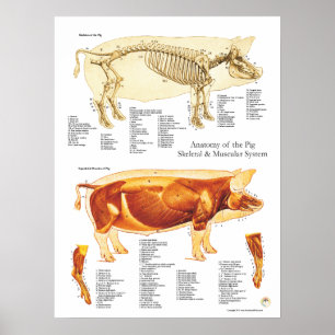 Diagramm für die Anatomie des Brustmuskels und der Poster