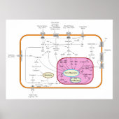 Diagramm für molekulare Signalwege Poster (Vorne)