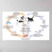 Diagramm Lebenszyklus von Toxoplasma gondii Poster (Vorne)