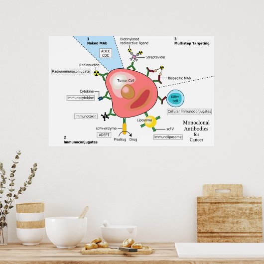Diagramm monoklonaler Antikörper gegen Krebs Poster (Küche)