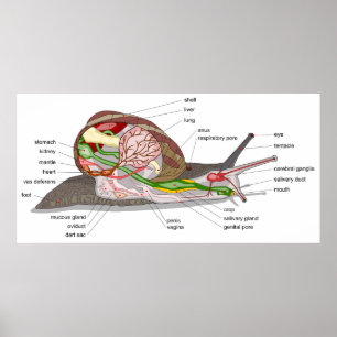Diagramm Schnecke Helix aspersa geteilt-geschnitte Poster