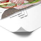 Diagramm Schnecke Helix aspersa geteilt-geschnitte Poster (Ecke)
