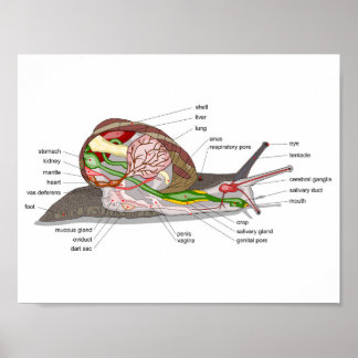 Diagramm Schnecke Helix aspersa geteilt-geschnitte Poster