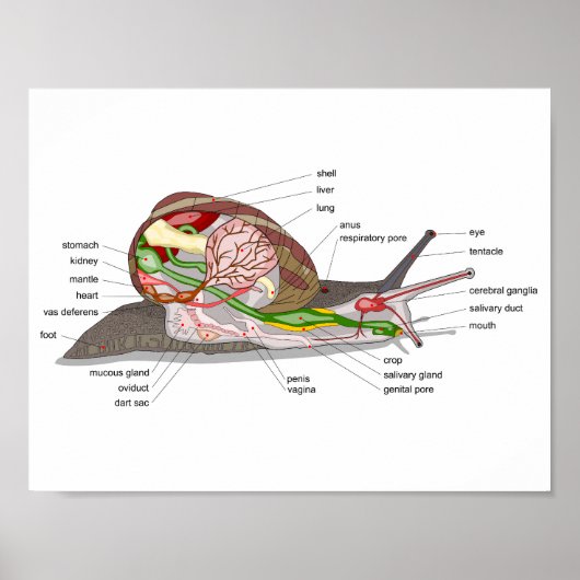 Diagramm Schnecke Helix aspersa geteilt-geschnitte Poster (Vorne)
