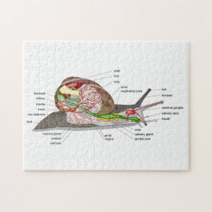 Diagramm Schnecke Helix aspersa geteilt-geschnitte Puzzle