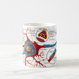 Diagramm vollständige Nervenzelle Nervensystem Kaffeetasse
