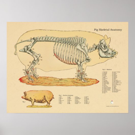 Diagramm zur Anatomie des Schweinekeletts Poster (Vorne)