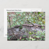 Diamant-back-Wassernake auf Log Postkarte (Vorne/Hinten)