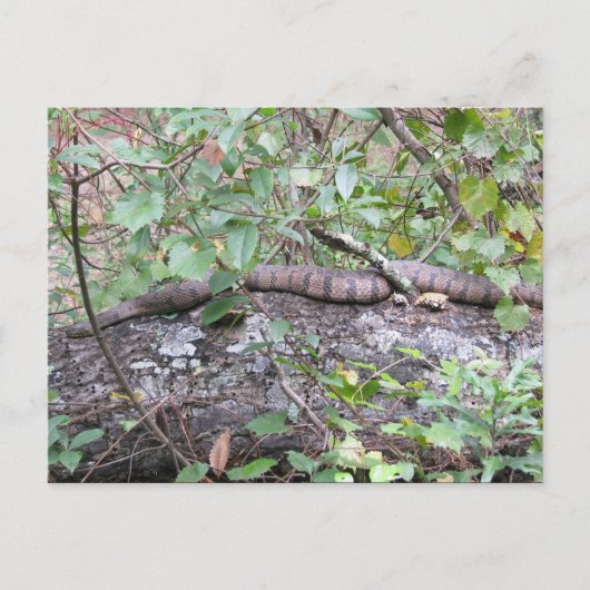 Diamant-back-Wassernake auf Log Postkarte (Vorderseite)
