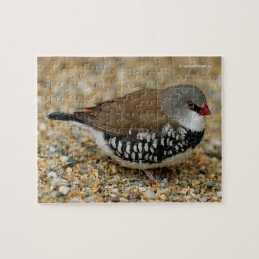 Diamant Firetail Finde Puzzle (Horizontal)