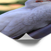 Diamant-Taubenvogel-Poster Poster (Ecke)