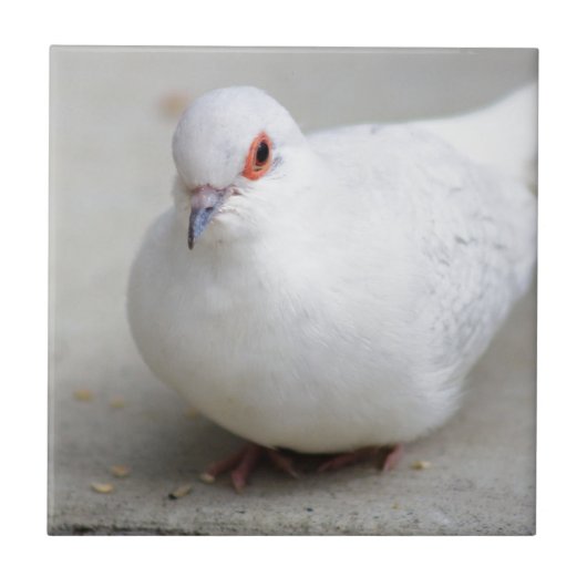 Diamant-Taubenvogelfliese Fliese (Vorderseite)