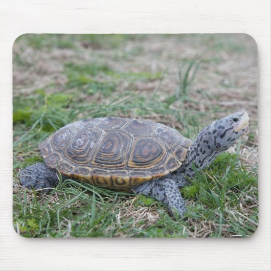 Diamantmarkierungsdosenschildkröte-Schildkröte Mousepad (Vorne)