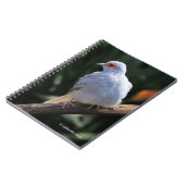 Diamanttaube im Spotlight Notizblock (Linke Seite)