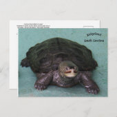 Diamond Back Terrapin Postkarte (Vorne/Hinten)