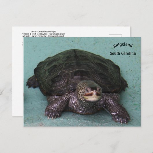 Diamond Back Terrapin Postkarte (Vorne/Hinten)