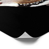 Diamond Firettlch - Stagonopleura guttata Poster (Ecke)