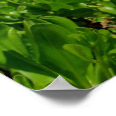 Diamond Head, Honolulu, Hawaii Poster (Ecke)