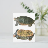 Diamondback Terrapin Illustration Postkarte (Stehend Vorderseite)