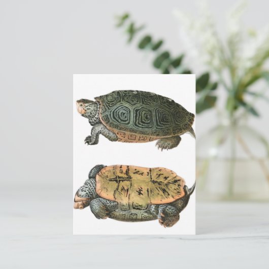 Diamondback Terrapin Illustration Postkarte (Stehend Vorderseite)