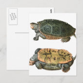 Diamondback Terrapin Illustration Postkarte (Vorne/Hinten)