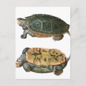 Diamondback Terrapin Illustration Postkarte (Vorderseite)