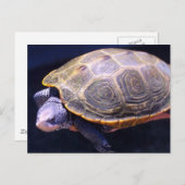 Diamondback Turtle Postkarte (Vorne/Hinten)