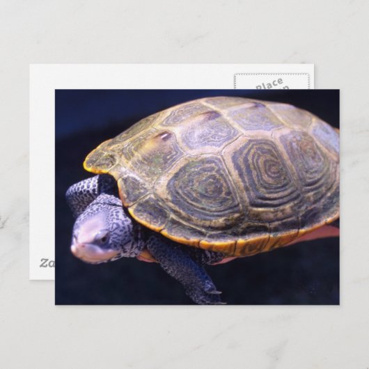 Diamondback Turtle Postkarte (Vorne/Hinten)