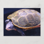 Diamondback Turtle Postkarte (Vorderseite)