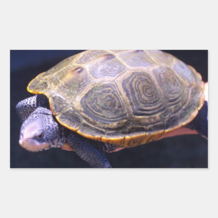 Diamondback Turtle Rechteckiger Aufkleber