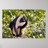 Diana-Affe Poster (Vorne)