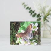 Diana-Schmetterling ~ Postkarte (Stehend Vorderseite)