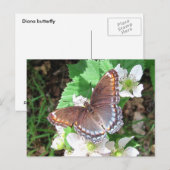 Diana-Schmetterling ~ Postkarte (Vorne/Hinten)