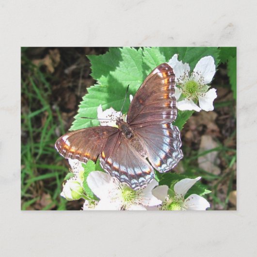 Diana-Schmetterling ~ Postkarte (Vorderseite)