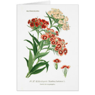 Dianthus barbatus (süßer William)