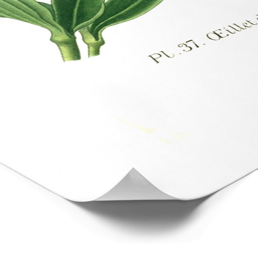 Dianthus barbatus (Sweet William) Poster (Ecke)