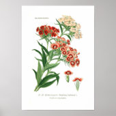 Dianthus barbatus (Sweet William) Poster (Vorne)