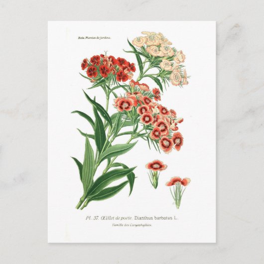 Dianthus barbatus (Sweet William) Postkarte (Vorderseite)