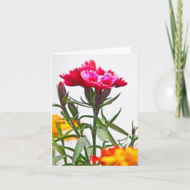 Dianthus Blume Karte