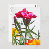 Dianthus Blume Postkarte (Vorne/Hinten)