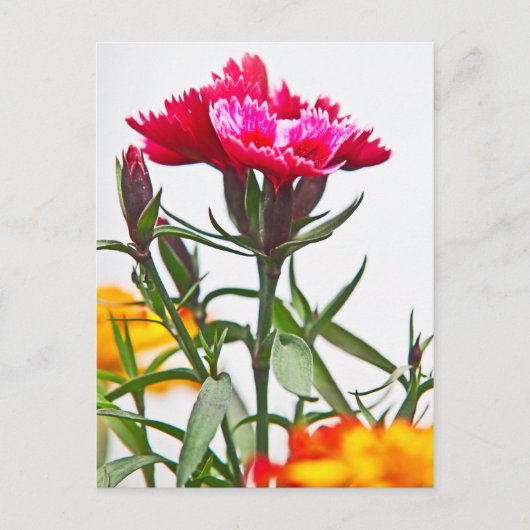 Dianthus Blume Postkarte (Vorderseite)