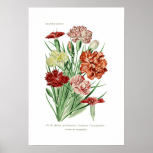 Dianthus caryophyllus (Gartennelke) Poster