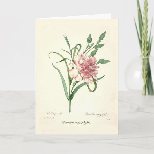 Dianthus caryophyllus karte (Vorderseite)