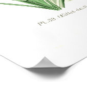 Dianthus caryophyllus (Nelke) Poster (Ecke)