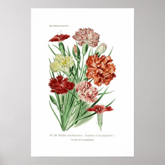 Dianthus caryophyllus (Nelke) Poster (Vorne)